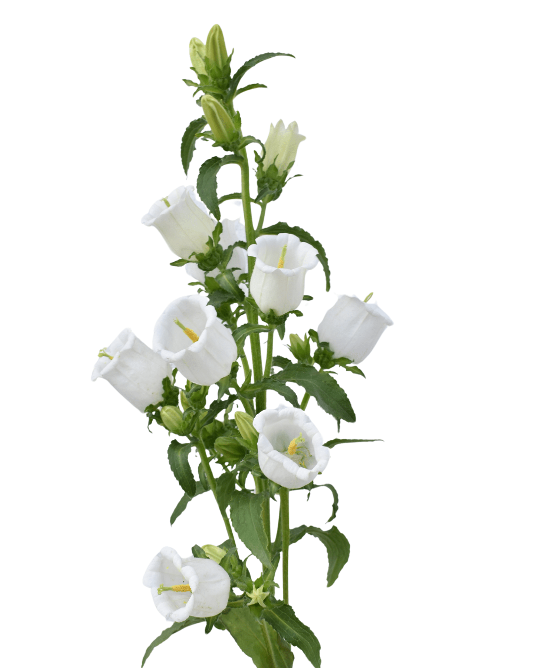 3PCS BELLS WHITE FLOWER AF 31668